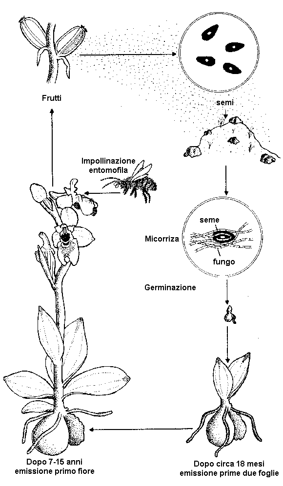 sessuata.gif (18295 byte)