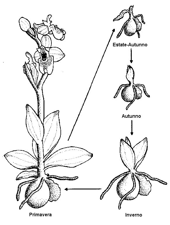 vegetativa.gif (15005 byte)