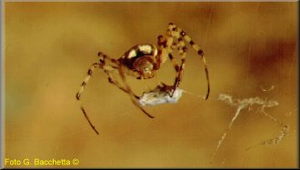 argiope.jpg (9334 byte)