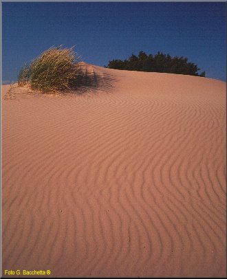 dune2.jpg (9649 byte)