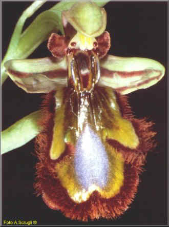 orchid1.jpg (30771 byte)