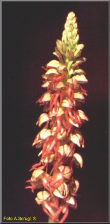orchid2.jpg (18428 byte)