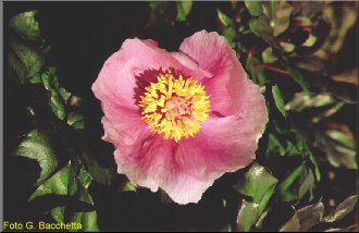 paeonia.jpg (19480 byte)