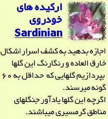 far-orchid.jpg (19856 byte)