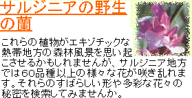 jap-orchid.gif (10854 byte)