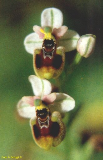 orchid5.jpg (27981 byte)