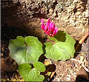 ciclamino.jpg (36621 byte)