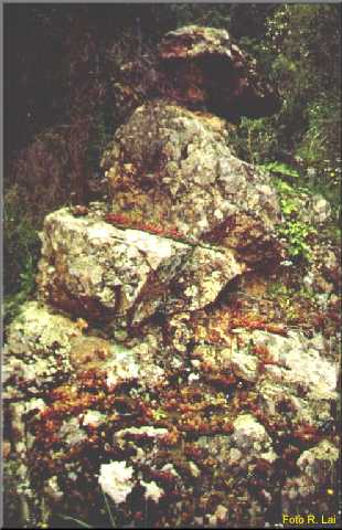 metamorfiti.jpg (52964 byte)